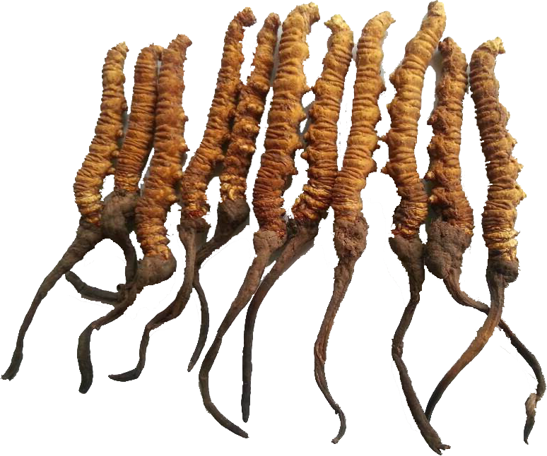 Cordyceps