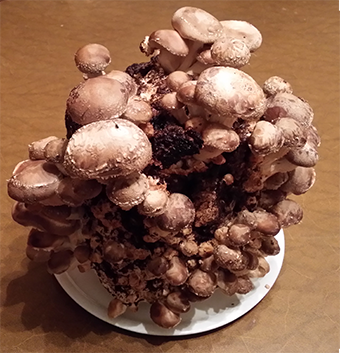 Shiitake